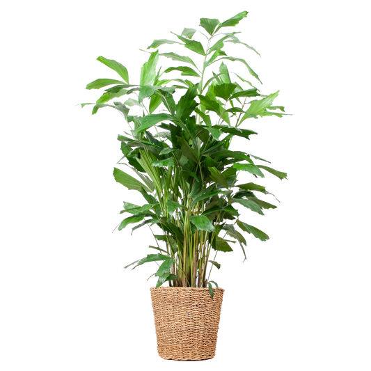 "Duurzame kamerplant kopen? Caryota Mitis XL online planten snel en makkelijk kopen. Geef je interieur een groene boost met de Vinnetjespalm!"
