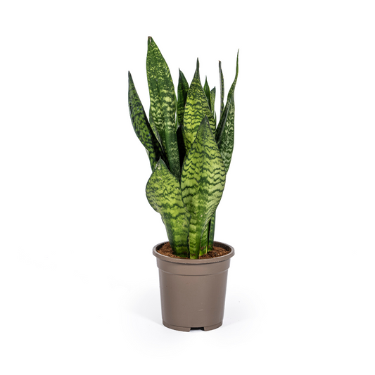 Duurzame kamerplant kopen
Met biologische gewasbescherming geteeld
Compacte Sansevieria voor jouw interieur
Online planten snel en verantwoord geleverd
Verhoog de sfeer met groene, onderhoudsarme planten