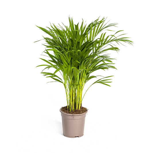 Duurzame kamerplant kopen
Met biologische gewasbescherming geteeld
De ideale plant voor je interieur
Online planten snel en verantwoord geleverd
Voeg tropische flair toe met de Goudpalm