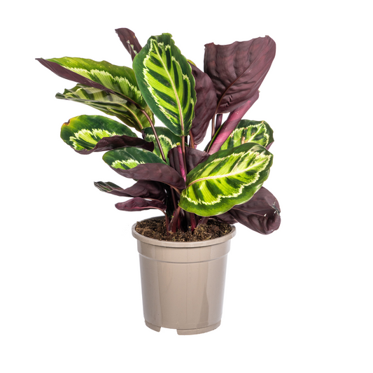 Duurzame kamerplant kopen
Met biologische gewasbescherming geteeld
Elegante Calathea Roseopicta voor je interieur
Online planten snel en verantwoord geleverd
Verhoog de sfeer met tropisch groen in huis
