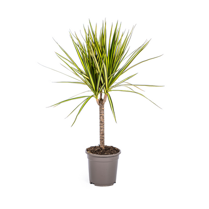 Duurzame kamerplant kopen
Met biologische gewasbescherming geteeld
Elegante Dracaena Marginata Sunray voor jouw interieur
Online planten snel en verantwoord geleverd
Verfris je ruimte met groen en stijl