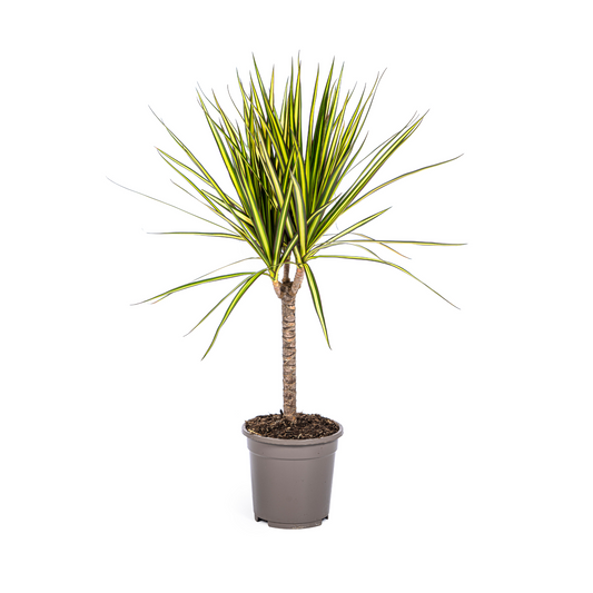 Duurzame kamerplant kopen
Met biologische gewasbescherming geteeld
Elegante Dracaena Marginata Sunray voor jouw interieur
Online planten snel en verantwoord geleverd
Verfris je ruimte met groen en stijl