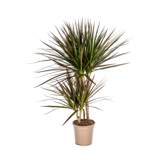 Duurzame kamerplant kopen
Met biologische gewasbescherming geteeld
Exotische Dracaena Marginata Magenta voor jouw interieur
Online planten snel en verantwoord geleverd
Breng stijl en groen in je huis

