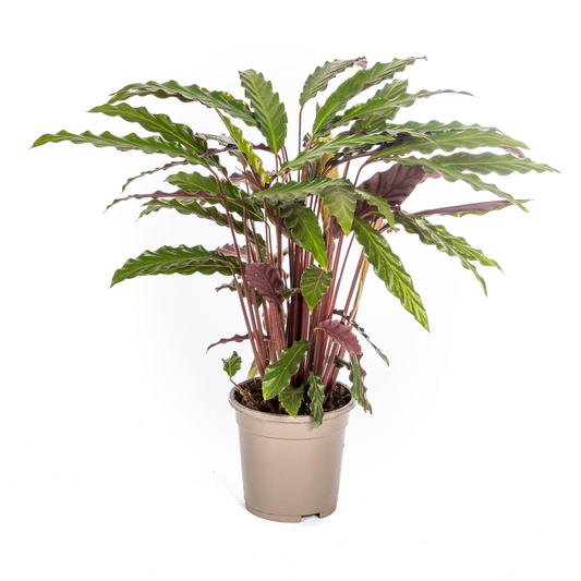 Duurzame kamerplant kopen
Met biologische gewasbescherming geteeld
Fluweelzachte Calathea Rufibarba voor je interieur
Online planten snel en verantwoord geleverd
Verhoog je wooncomfort met groene luxe