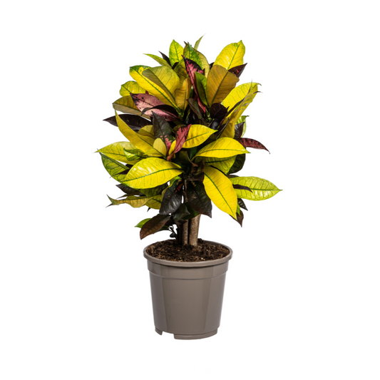 Duurzame kamerplant kopen
Met biologische gewasbescherming geteeld
Kleur je huis met de Codiaeum Croton Iceton
Online planten snel en eenvoudig geleverd
Opvrolijken en vergroenen met deze unieke plant