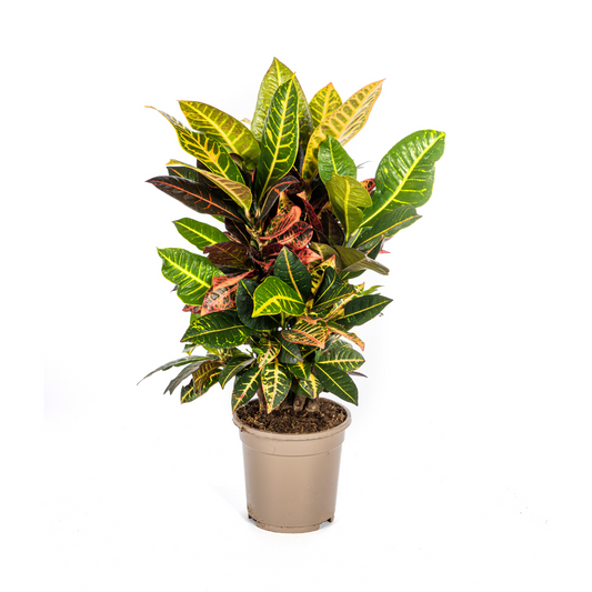 Duurzame kamerplant kopen
Met biologische gewasbescherming geteeld
Kleurige Codiaeum Croton Petra voor jouw interieur
Online planten snel en verantwoord geleverd
Verhoog de sfeer met een levendig groen accent