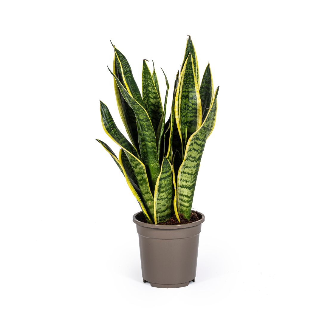 Duurzame kamerplant kopen
Met biologische gewasbescherming geteeld
Makkelijk te verzorgen en perfect voor elk interieur
Online planten snel en verantwoord geleverd
Voeg groen toe met de Sansevieria Trifasciata