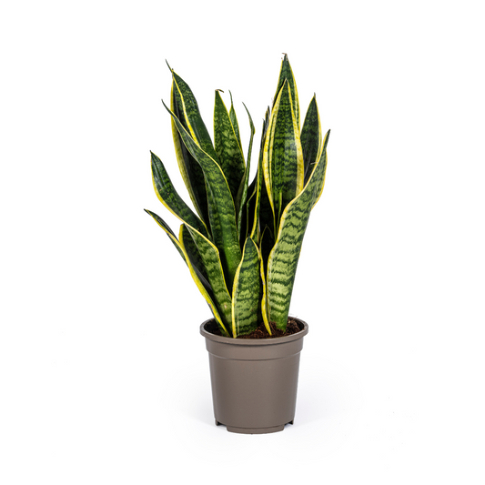 Duurzame kamerplant kopen
Met biologische gewasbescherming geteeld
Makkelijk te verzorgen en perfect voor elk interieur
Online planten snel en verantwoord geleverd
Voeg groen toe met de Sansevieria Trifasciata