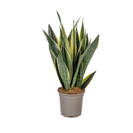 Duurzame kamerplant kopen
Met biologische gewasbescherming geteeld
Online planten snel en verantwoord bestellen
Verhoog de sfeer met de stijlvolle Sansevieria
Sterke, onderhoudsarme plant voor jouw interieur

