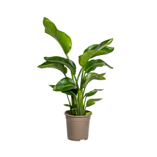 Duurzame kamerplant kopen
Met biologische gewasbescherming geteeld
Sterke en elegante Strelitzia Nicolai voor jouw interieur
Online planten snel en verantwoord geleverd
Verhoog de sfeer met tropisch groen in huis


