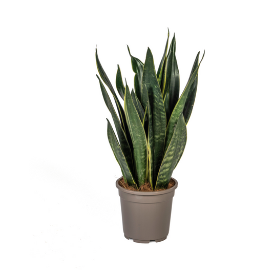 Duurzame kamerplant kopen
Met biologische gewasbescherming geteeld
Sterke en stijlvolle Sansevieria voor jouw interieur
Online planten snel en verantwoord geleverd
Verbeter je ruimte met minimalistisch groen








