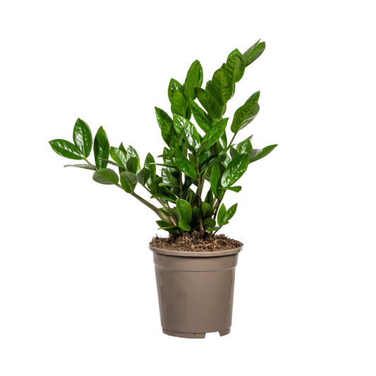 Duurzame kamerplant kopen
Met biologische gewasbescherming geteeld
Sterke plant uit Zuid-Duitsland
Makkelijk in onderhoud – perfect voor elk interieur
Online planten bestellen – snel en verantwoord geleverd

