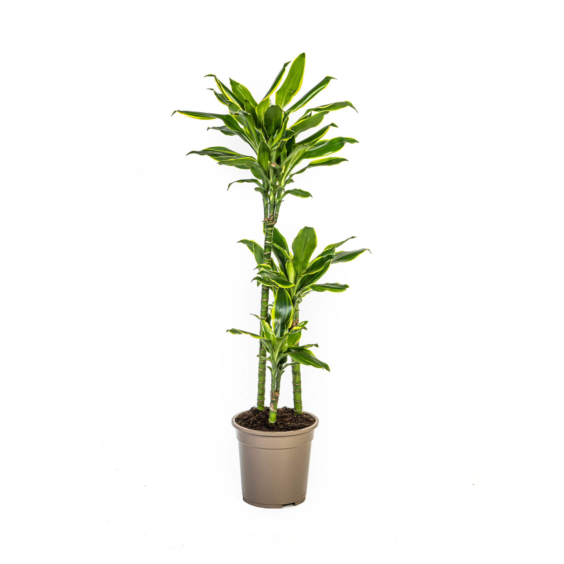 Duurzame kamerplant kopen
Met biologische gewasbescherming geteeld
Tropische Dracaena Fragrans Golden Coast voor jouw interieur
Online planten snel en verantwoord geleverd
Breng luxe en groen in huis met gemak

