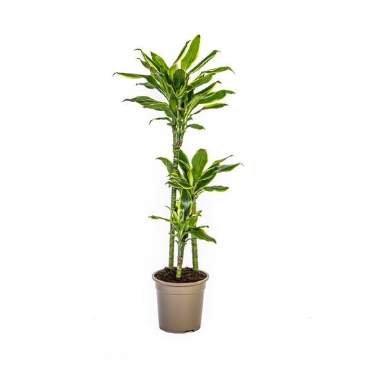 Duurzame kamerplant kopen
Met biologische gewasbescherming geteeld
Tropische Dracaena Fragrans Golden Coast voor jouw interieur
Online planten snel en verantwoord geleverd
Breng luxe en groen in huis met gemak


