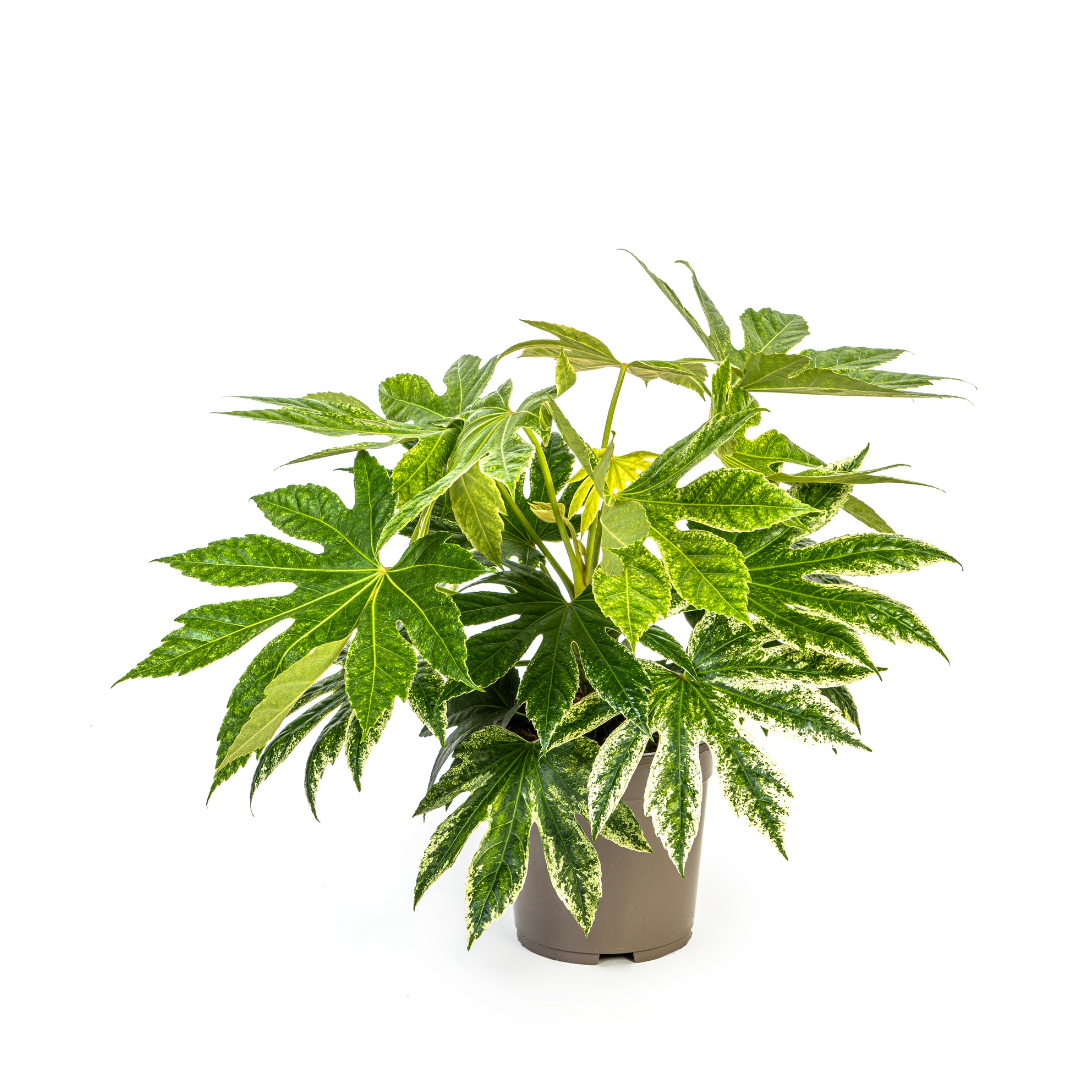 Duurzame kamerplant kopen
Met biologische gewasbescherming geteeld
Verfraai je interieur met de Fatsia Japonica Spider's Web
Online planten snel en verantwoord geleverd
Eenvoudig in onderhoud, perfect voor elk huis