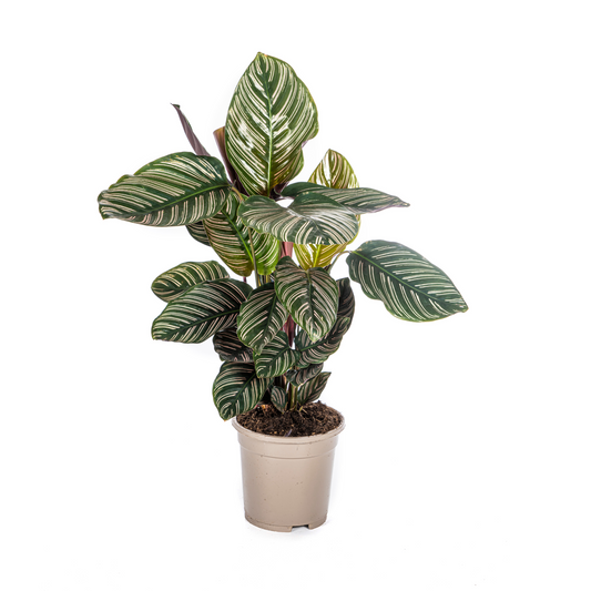 Duurzame kamerplant kopen
Met biologische gewasbescherming geteeld
Verfris je interieur met de Calathea Ornata
Online planten snel en verantwoord geleverd
Breng tropische charme in je huis met deze elegante plant