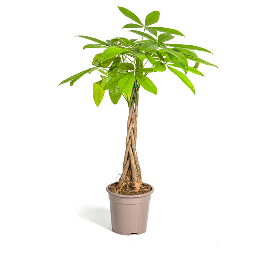 Duurzame kamerplant kopen
Met biologische gewasbescherming geteeld
Verzorg de Pachira Aquatica eenvoudig
Online planten snel en verantwoord geleverd
Breng exotisch groen in je huis

