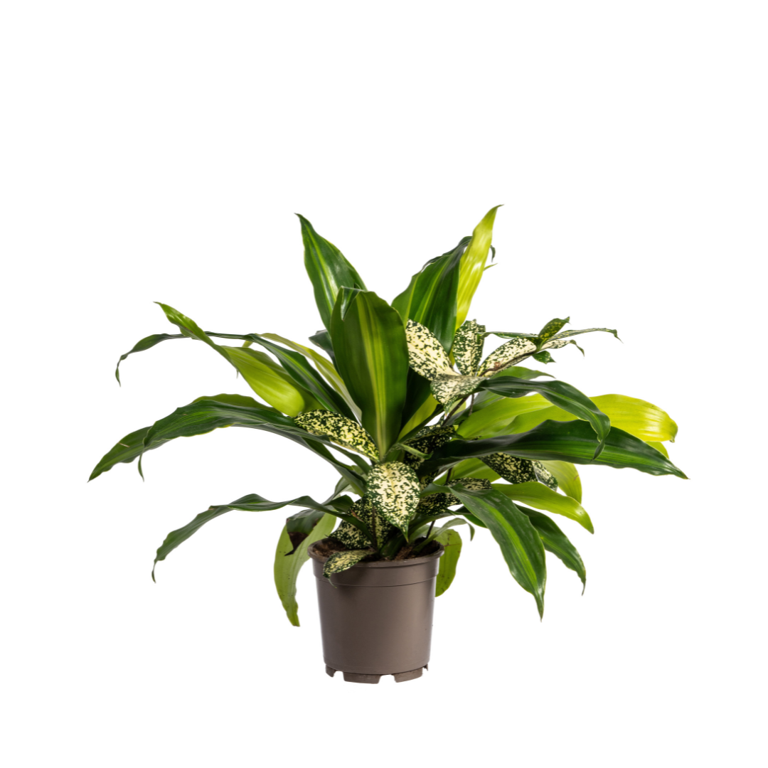 Duurzame kamerplant kopen
Met biologische gewasbescherming geteeld
Voeg natuurlijke groene elementen toe aan je huis
Online planten snel en verantwoord geleverd
Ideaal voor iedere ruimte in huis of kantoor