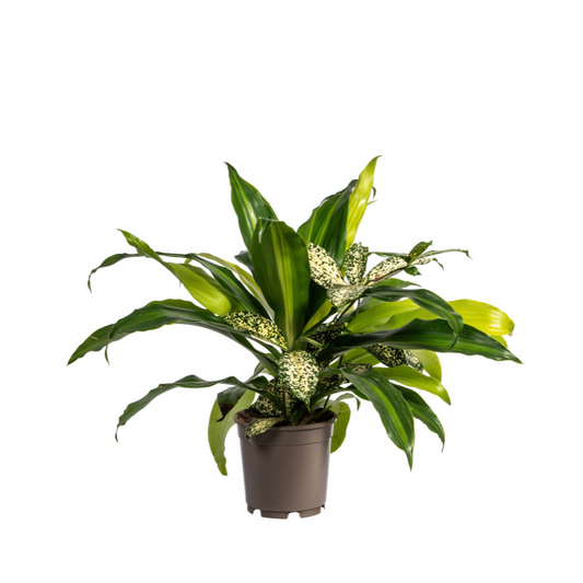 Duurzame kamerplant kopen
Met biologische gewasbescherming geteeld
Voeg natuurlijke groene elementen toe aan je huis
Online planten snel en verantwoord geleverd
Ideaal voor iedere ruimte in huis of kantoor