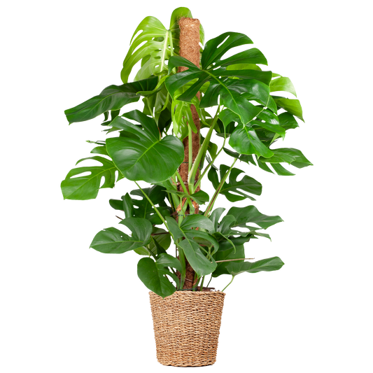Duurzame kamerplant kopen, Monstera Deliciosa online bestellen. Planten kopen was nog nooit zo makkelijk. Prachtige Gatenplant voor je interieur, eenvoudig te verzorgen.
