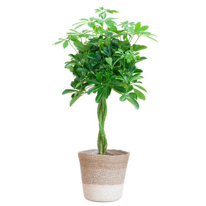 Duurzame kamerplant kopen? Ontdek de voordelen van online planten kopen. Verfraai je huis met een mooie Schefflera, makkelijk in verzorging en perfect voor elk interieur. Planten kopen was nog nooit zo eenvoudig!
