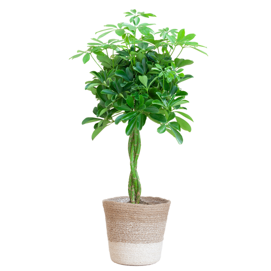 Duurzame kamerplant kopen? Ontdek de voordelen van online planten kopen. Verfraai je huis met een mooie Schefflera, makkelijk in verzorging en perfect voor elk interieur. Planten kopen was nog nooit zo eenvoudig!
