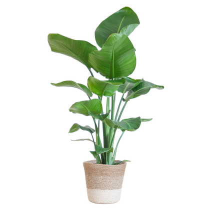 Duurzame kamerplant kopen? Ontdek onze online planten collectie. Makkelijk planten kopen voor jouw huis. Breng groen in je interieur met prachtige kamerplanten!
