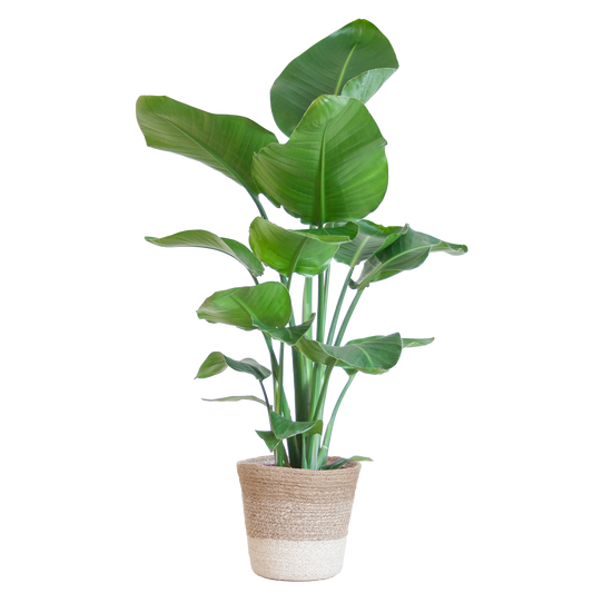 Duurzame kamerplant kopen? Ontdek onze online planten collectie. Makkelijk planten kopen voor jouw huis. Breng groen in je interieur met prachtige kamerplanten!
