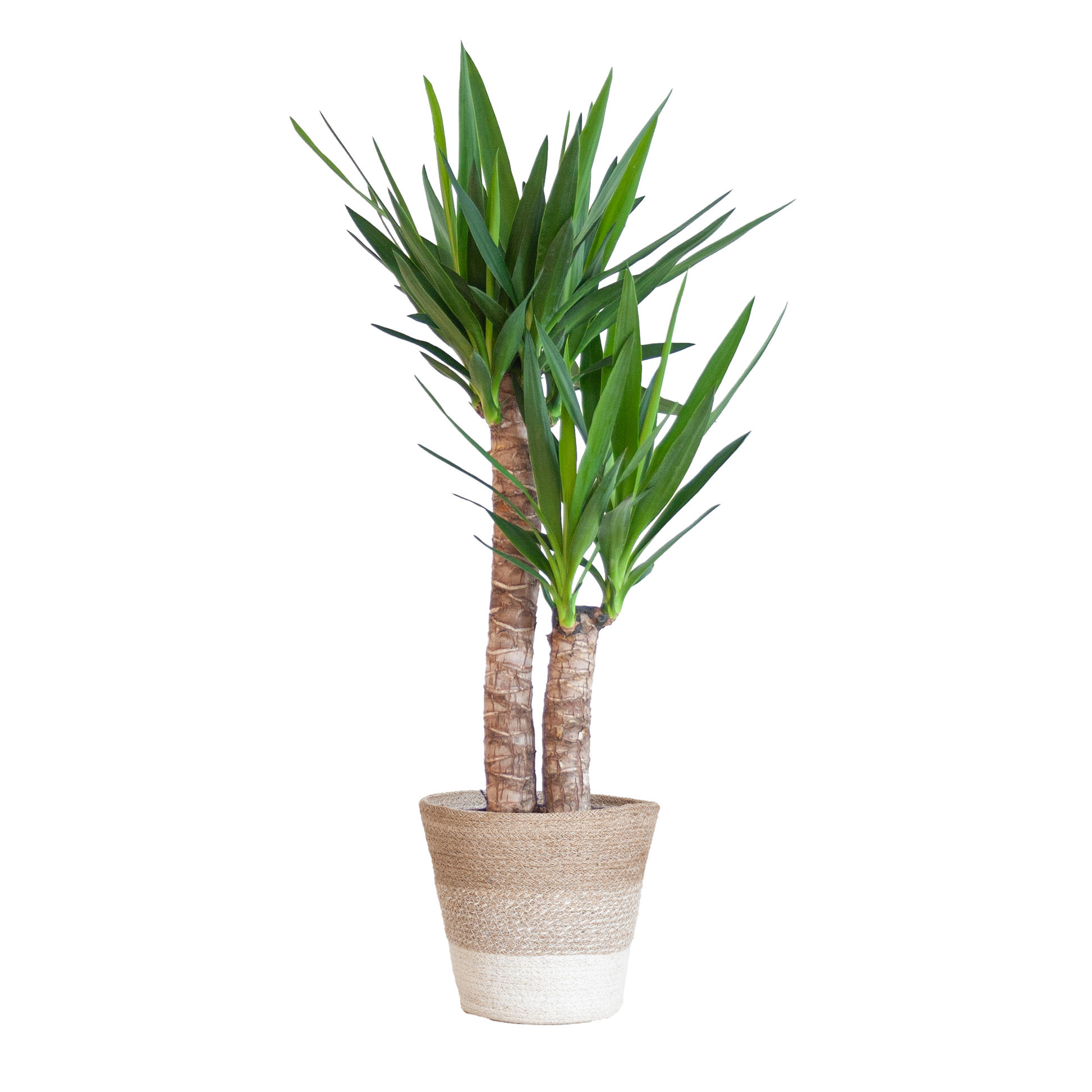 Duurzame kamerplant kopen? Ontdek onze online planten collectie! Makkelijk planten kopen voor een groen interieur. De perfecte planten voor jouw huis, eenvoudig besteld.
