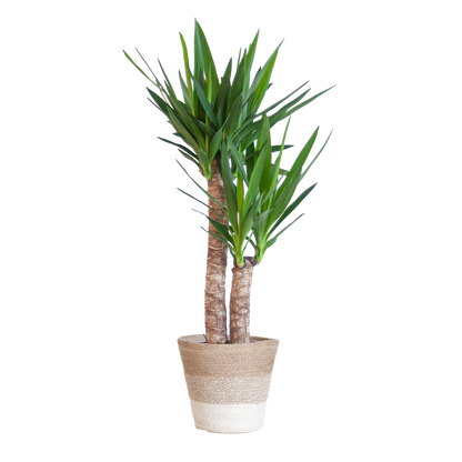 Duurzame kamerplant kopen? Ontdek onze online planten collectie! Makkelijk planten kopen voor een groen interieur. De perfecte planten voor jouw huis, eenvoudig besteld.
