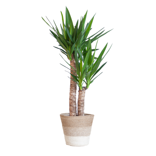 Duurzame kamerplant kopen? Ontdek onze online planten collectie! Makkelijk planten kopen voor een groen interieur. De perfecte planten voor jouw huis, eenvoudig besteld.
