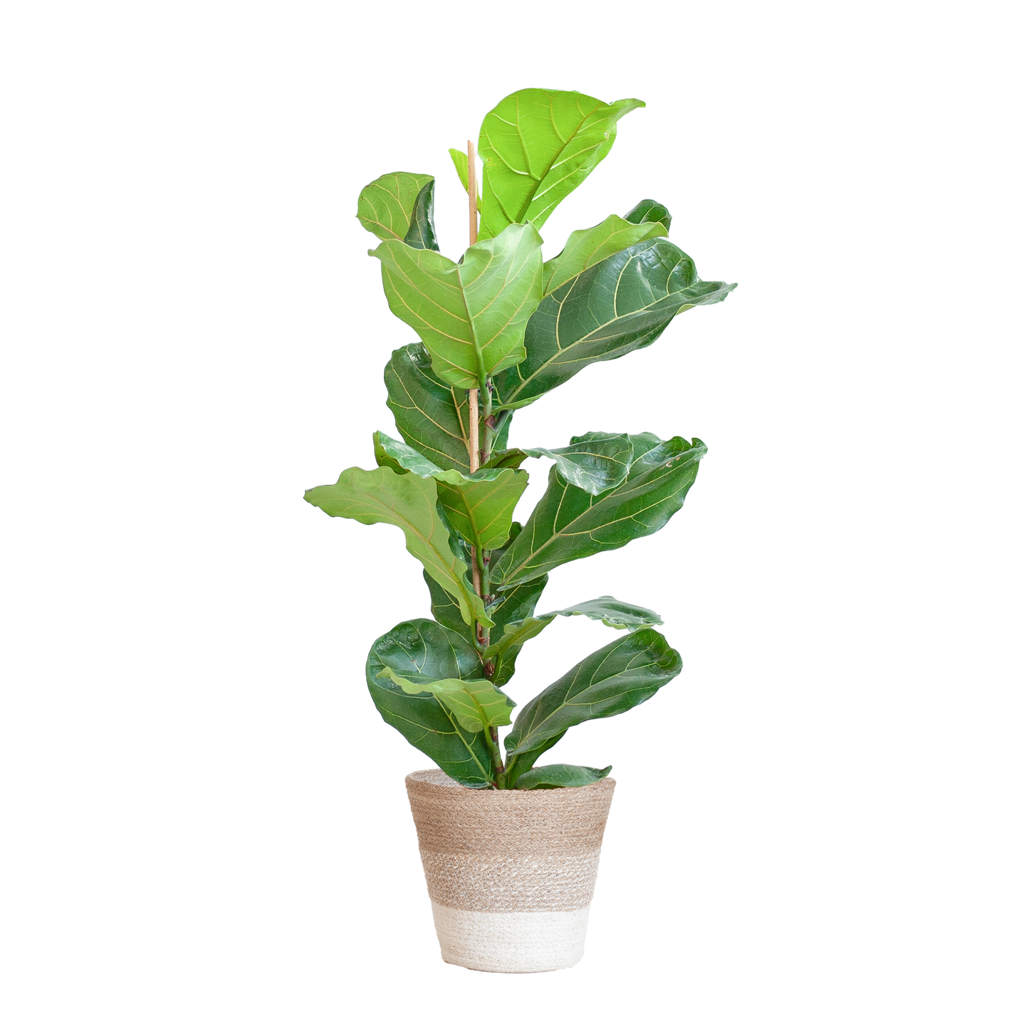 Duurzame kamerplant kopen online | Ficus Lyrata voor jouw interieur | Planten kopen was nog nooit zo makkelijk | Verfraai je huis met deze groene blikvanger
