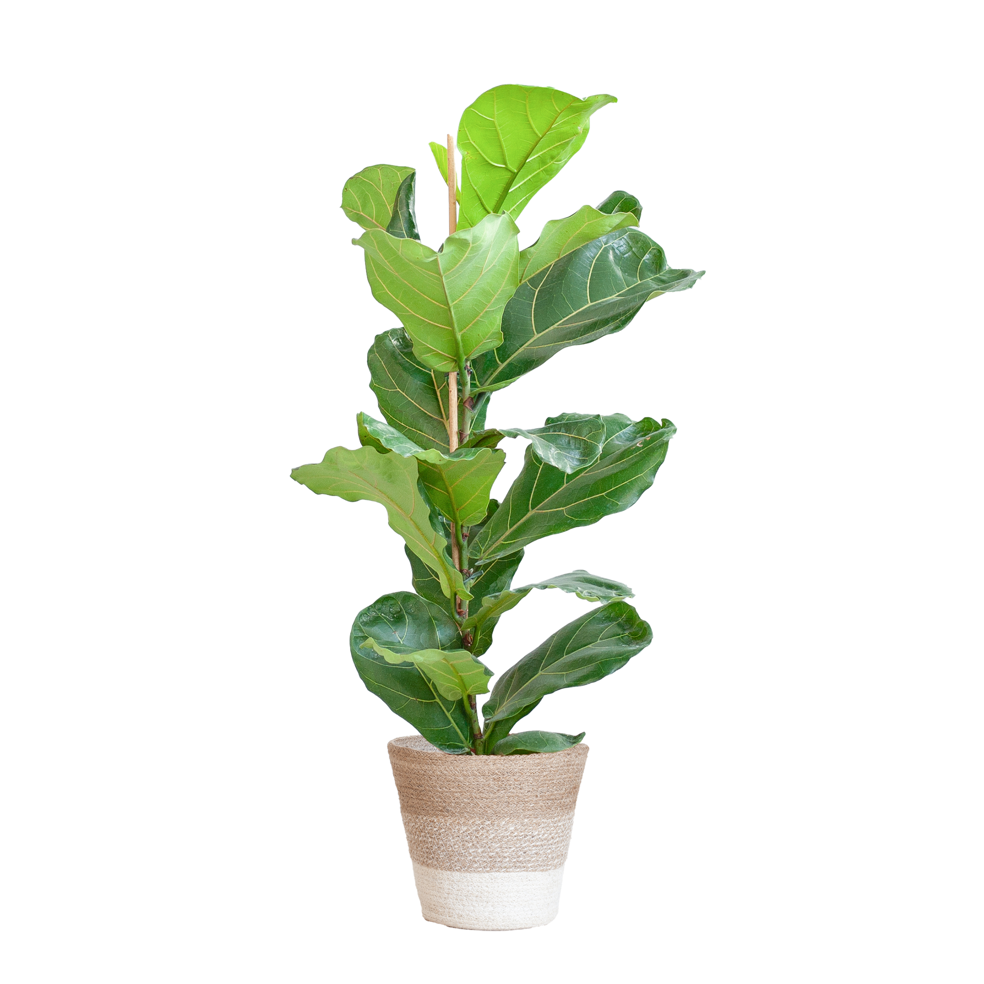 Duurzame kamerplant kopen online | Ficus Lyrata voor jouw interieur | Planten kopen was nog nooit zo makkelijk | Verfraai je huis met deze groene blikvanger

