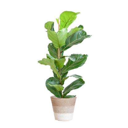 Duurzame kamerplant kopen online | Ficus Lyrata voor jouw interieur | Planten kopen was nog nooit zo makkelijk | Verfraai je huis met deze groene blikvanger

