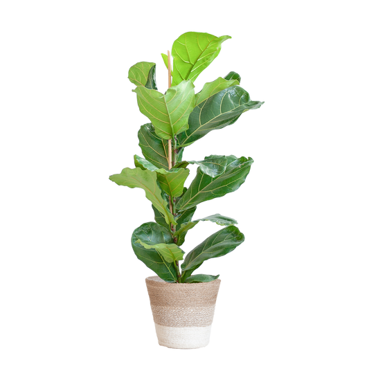 Duurzame kamerplant kopen online | Ficus Lyrata voor jouw interieur | Planten kopen was nog nooit zo makkelijk | Verfraai je huis met deze groene blikvanger

