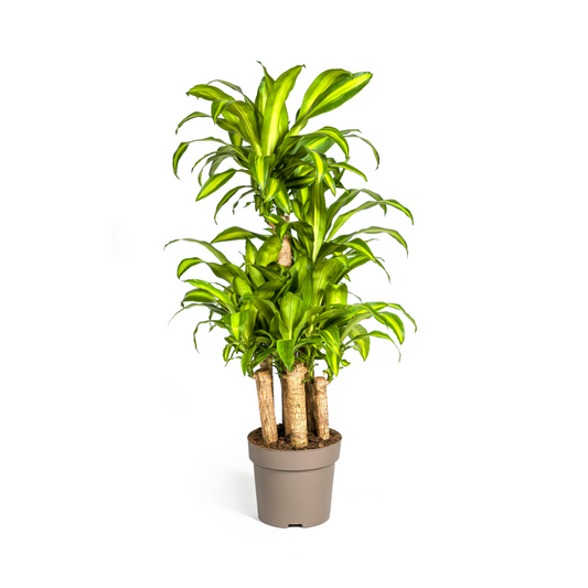 Duurzame kamerplant kopen online? Kies voor biologische gewasbescherming en versterk je interieur met gezonde planten. Duurzaam en groen, planten kopen was nog nooit zo eenvoudig.
