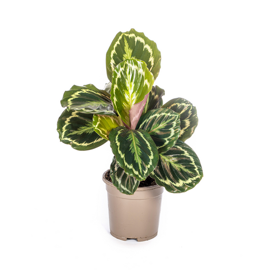 Duurzame kamerplant kopen online, biologische gewasbescherming en milieuvriendelijk. Planten kopen voor een gezond interieur. Verzorgingstips en snelle levering!
