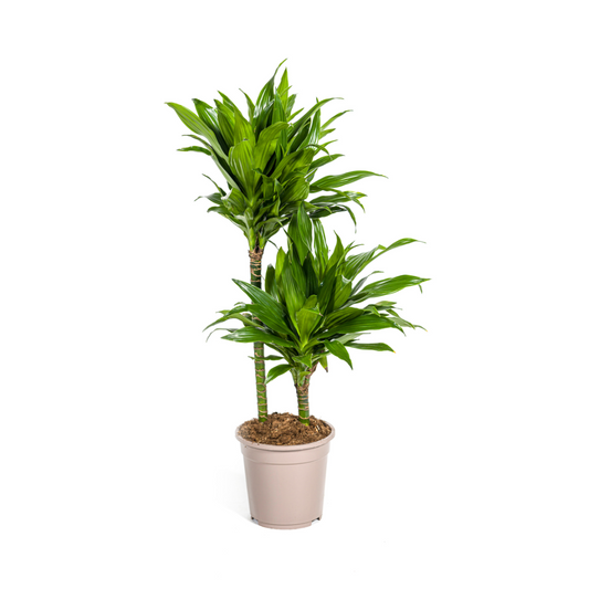 Duurzame kamerplant kopen online met biologische gewasbescherming. Verfraai je huis met gezonde en milieuvriendelijke planten. Direct online planten kopen voor jouw interieur.

