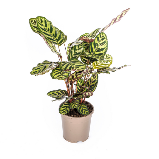 Duurzame kamerplant kopen, online planten bestellen met biologische gewasbescherming. Verhoog je interieur met groene schoonheid en gezonde lucht. Planten kopen met zorg!
