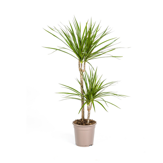 Duurzame kamerplant kopen, online planten met biologische gewasbescherming, vergroenen je interieur, duurzame planten voor een gezond huis, opgekweekt zonder chemische middelen.
