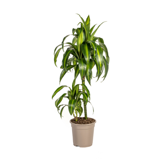 Duurzame kamerplant kopen online voor een groenere ruimte. Biologische gewasbescherming, gezonde planten, en eenvoudige verzorging. Verhoog de sfeer met deze groene aanwinst!
