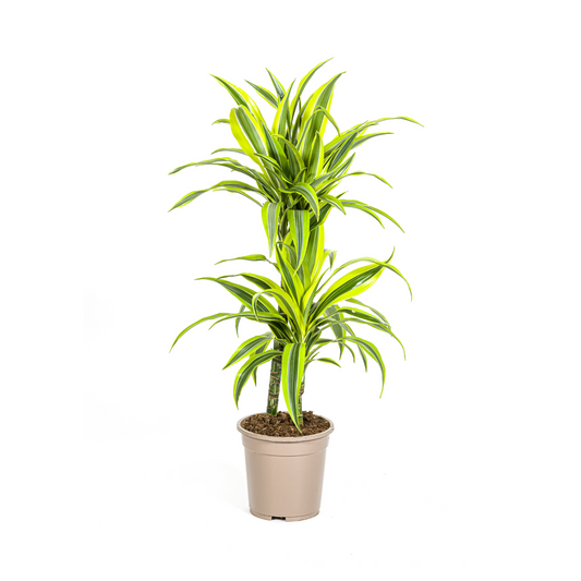 Duurzame kamerplant kopen voor je interieur. Geniet van groene decoratie met biologische gewasbescherming. Online planten kopen voor een frisse en gezonde ruimte.
