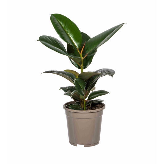 Duurzame kamerplant met karakter – Online planten bestellen en kopen – Planten kopen met biologische gewasbescherming – Sterke, luchtzuiverende plant – Groen wonen – Milieuvriendelijk gekweekt – Makkelijk te verzorgen – Planten voor een gezond interieur – Duurzaam én stijlvol
