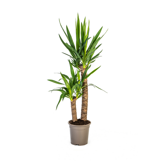 Duurzame kamerplant met karakter
Sterke kwaliteit met biologische gewasbescherming
Eenvoudig online planten kopen bij betrouwbare kweker
Planten kopen met aandacht voor mens en milieu
Perfect voor elk interieur – stijlvol en onderhoudsarm

