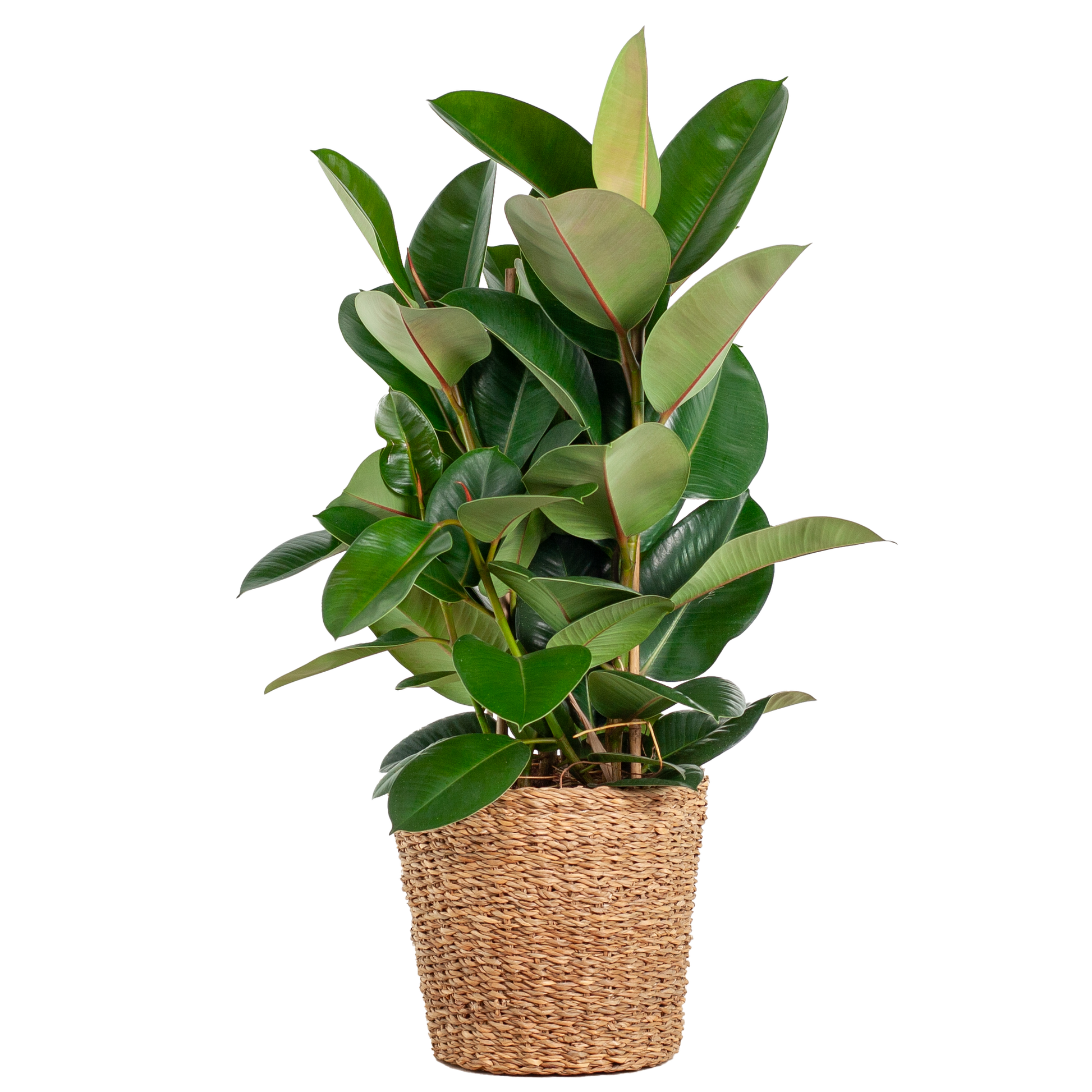 Duurzame kamerplant online planten kopen makkelijk en snel Ficus Elastica Robusta XL perfect voor elk interieur luchtzuiverend en onderhoudsvriendelijk