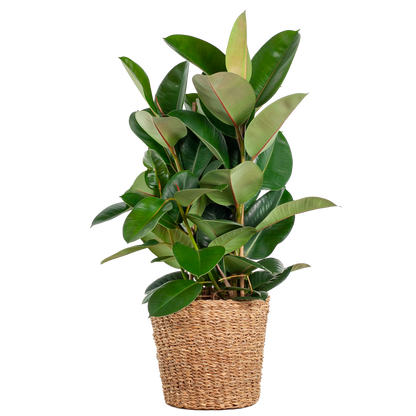 Duurzame kamerplant online planten kopen makkelijk en snel Ficus Elastica Robusta XL perfect voor elk interieur luchtzuiverend en onderhoudsvriendelijk