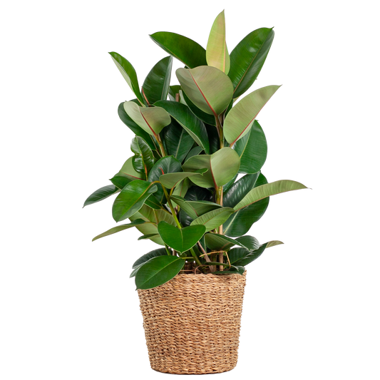 Duurzame kamerplant online planten kopen makkelijk en snel Ficus Elastica Robusta XL perfect voor elk interieur luchtzuiverend en onderhoudsvriendelijk