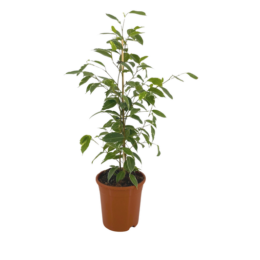 Duurzame kamerplant online planten kopen rechtstreeks van de kweker Biologische gewas bescherming planten kopen sterke luchtzuiverende plant stijlvol interieur milieuvriendelijk gekweekt natuurlijke sfeer in huis gemakkelijk te verzorgen tropisch groen voor binnen


