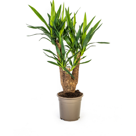 Duurzame kamerplant voor je interieur, online planten kopen met biologische gewasbescherming. Groene kamerplanten die je huis verfraaien en verfrissen, duurzame planten.
