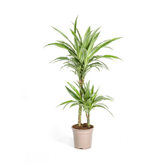 Duurzame kamerplant voor jouw interieur, online planten kopen met biologische gewasbescherming. Voeg groene charme toe aan je huis met onze gezonde planten.
